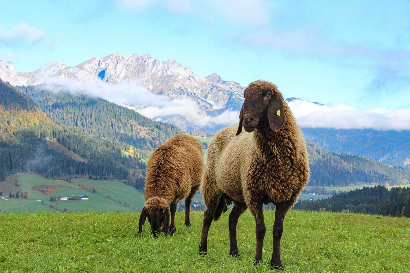 Schafe auf dem Labachgut